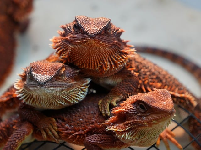 lista de prioridades diarias three tasks